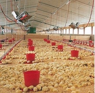 THD2608 Volaille Gaz Brooder Heater NG LPG Infrarouge Élément Chauffant
